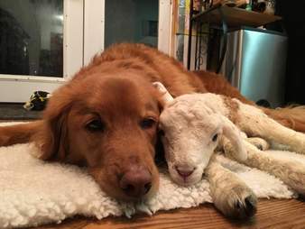 Rescue lamb and dog BFF