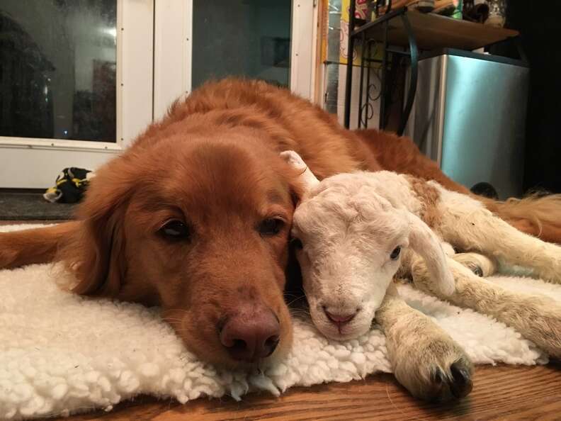 Rescue lamb and dog BFF