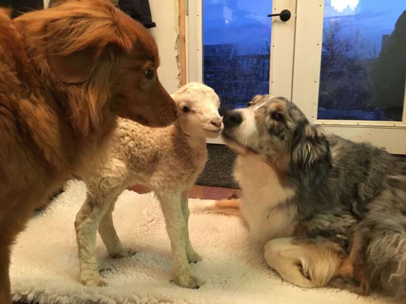 Rescued lamb meets dogs at sanctuary