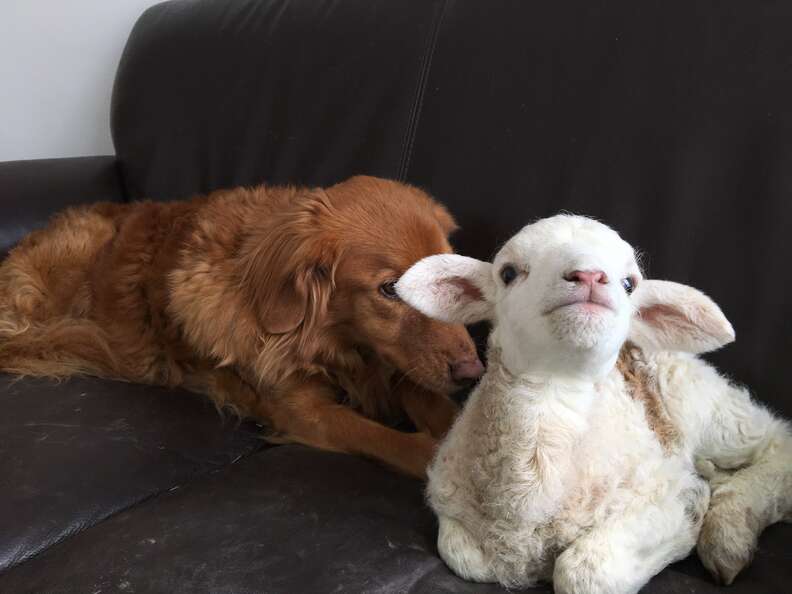 Baby lamb and dog BFFs