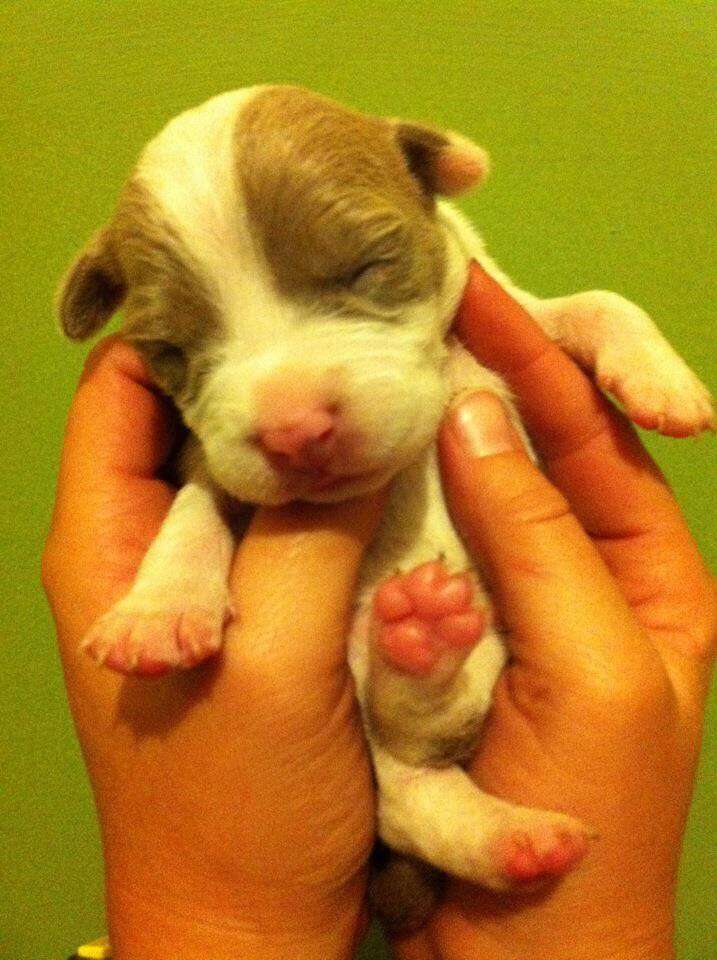 Person holding tiny puppy in their hands
