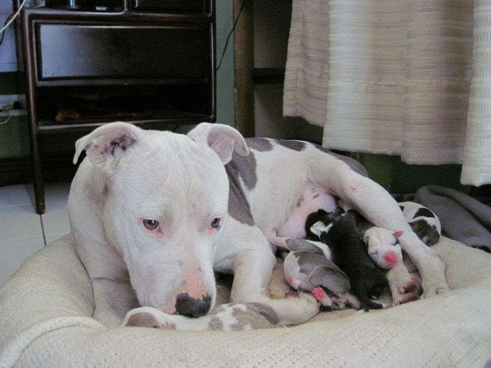 Dog with litter of newborn puppies