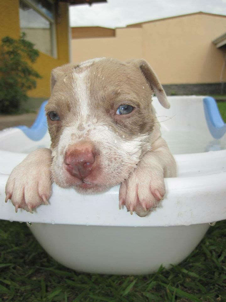 Tiny puppy in wash tub