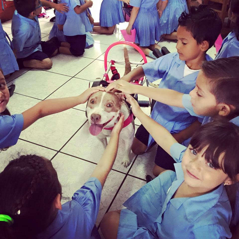 Dog in wheelchair visiting school students