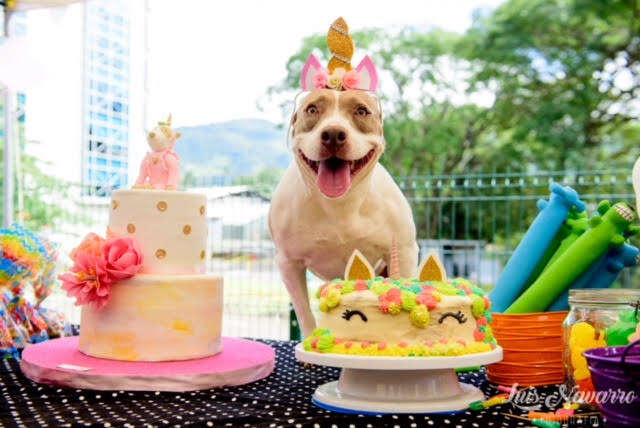 Dog with birthday cakes