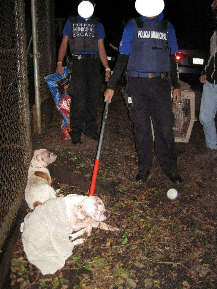 Police confiscating dogs at drug lab