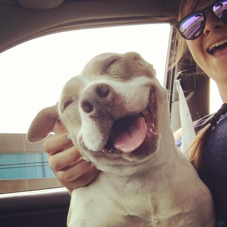 Dog smiling while sitting on woman's lap