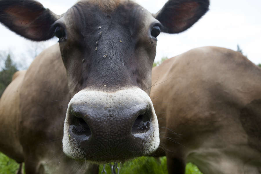 Making Paper From Poop Offers a Solution to the World’s Manure Problem