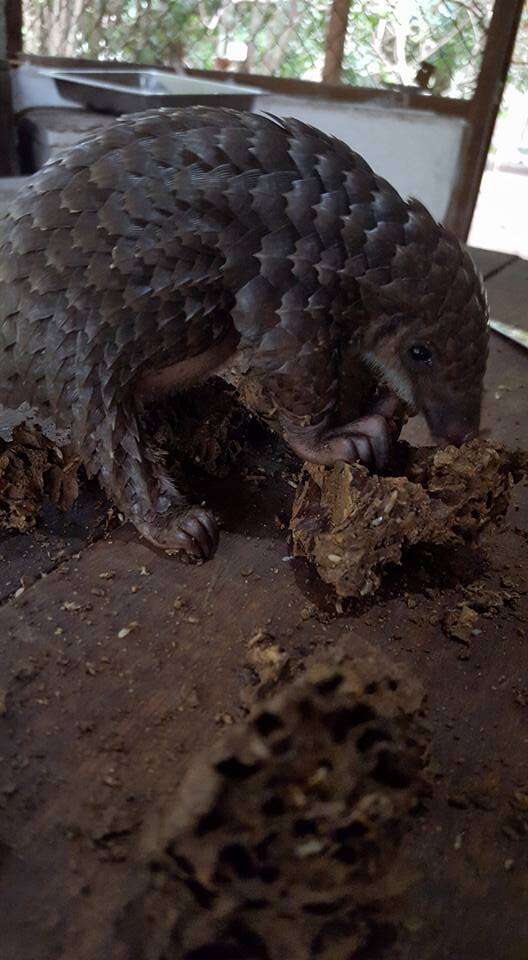 Pangolin saved from hunters in Liberia