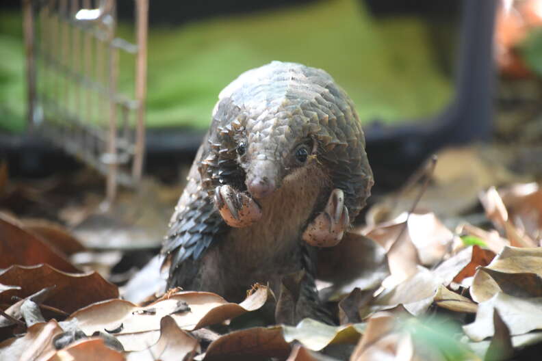 Pangolin being released in Liberia