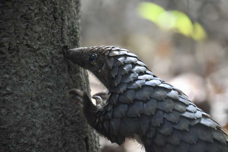 Pangolin getting released smells tree