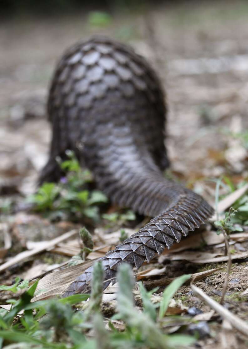 Freed pangolin running off into the woods