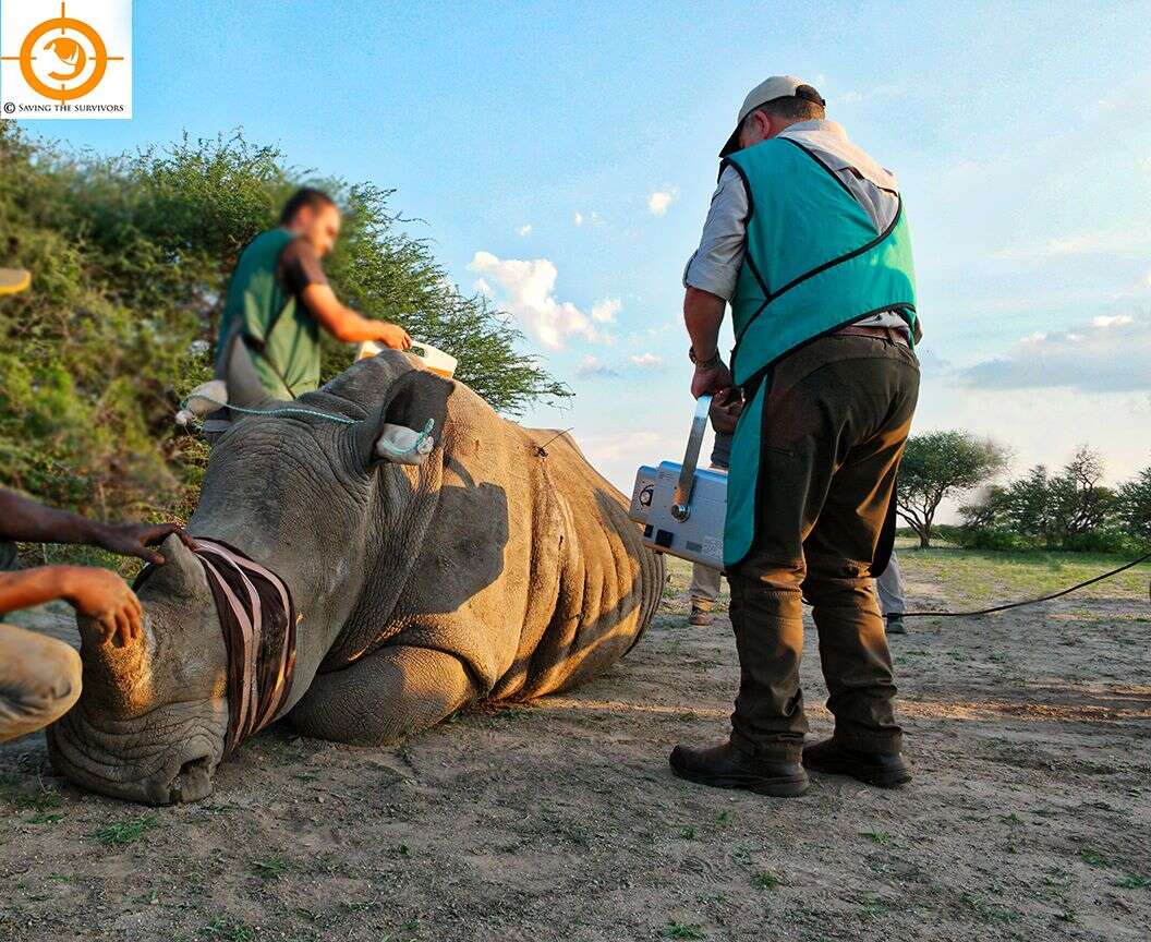 White rhino who survived poaching attempt in South Africa