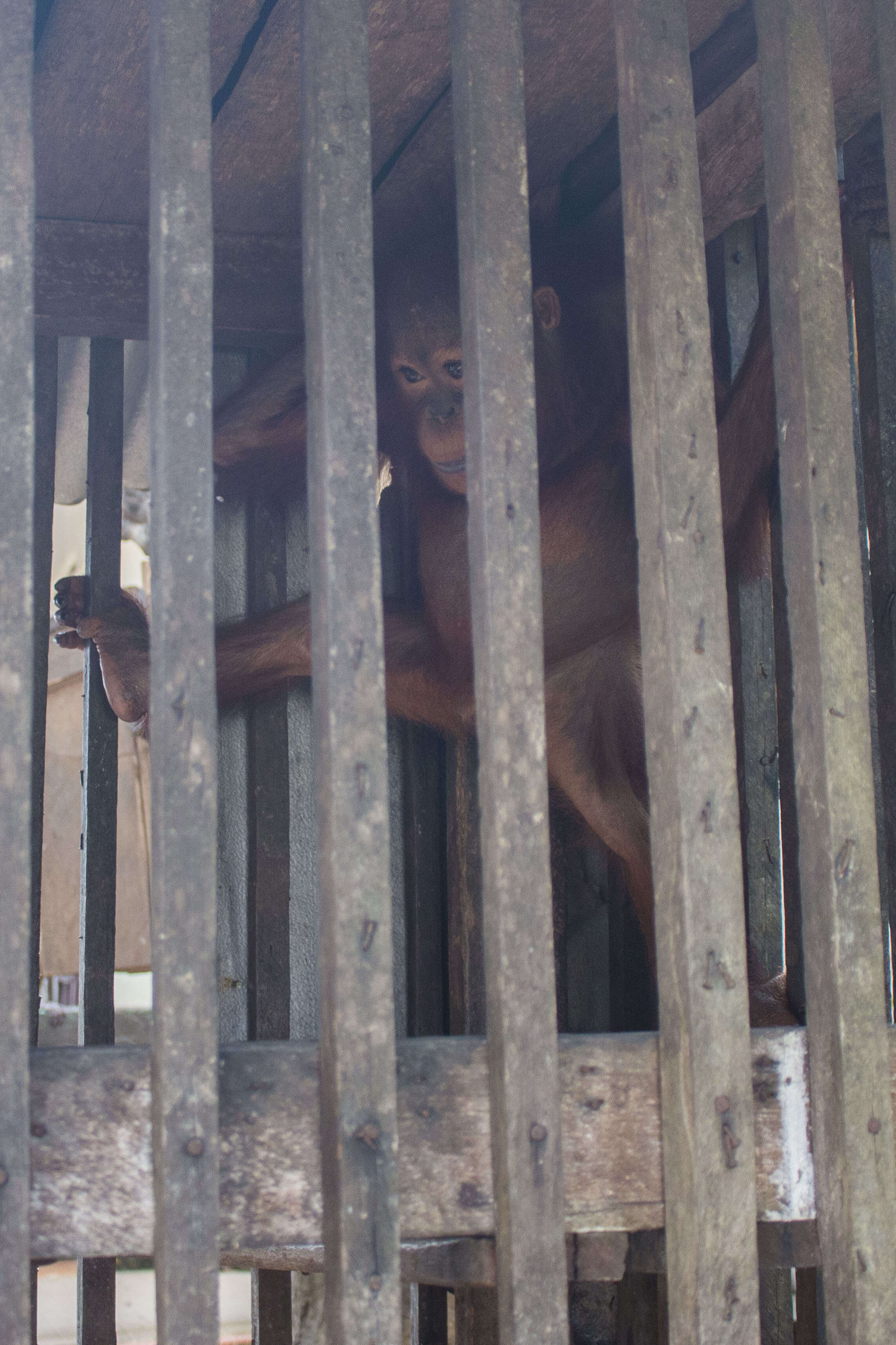 Baby orangutan locked up in wooden cage