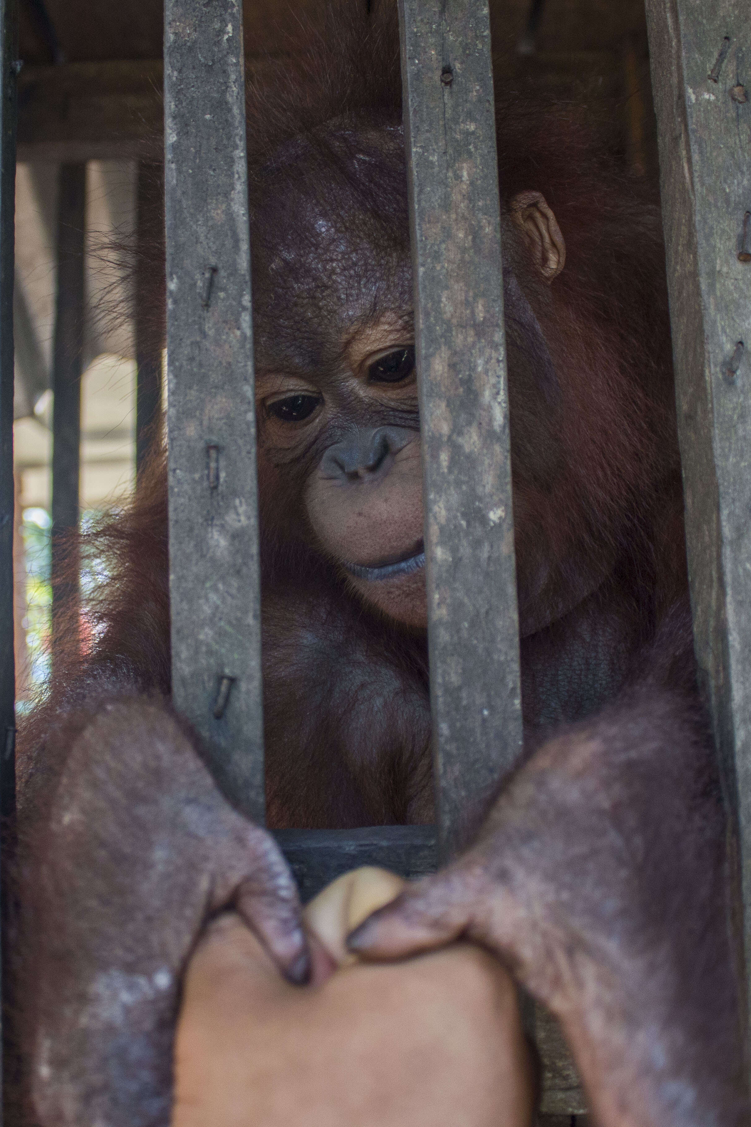 Orangutan grabbing someone's hand