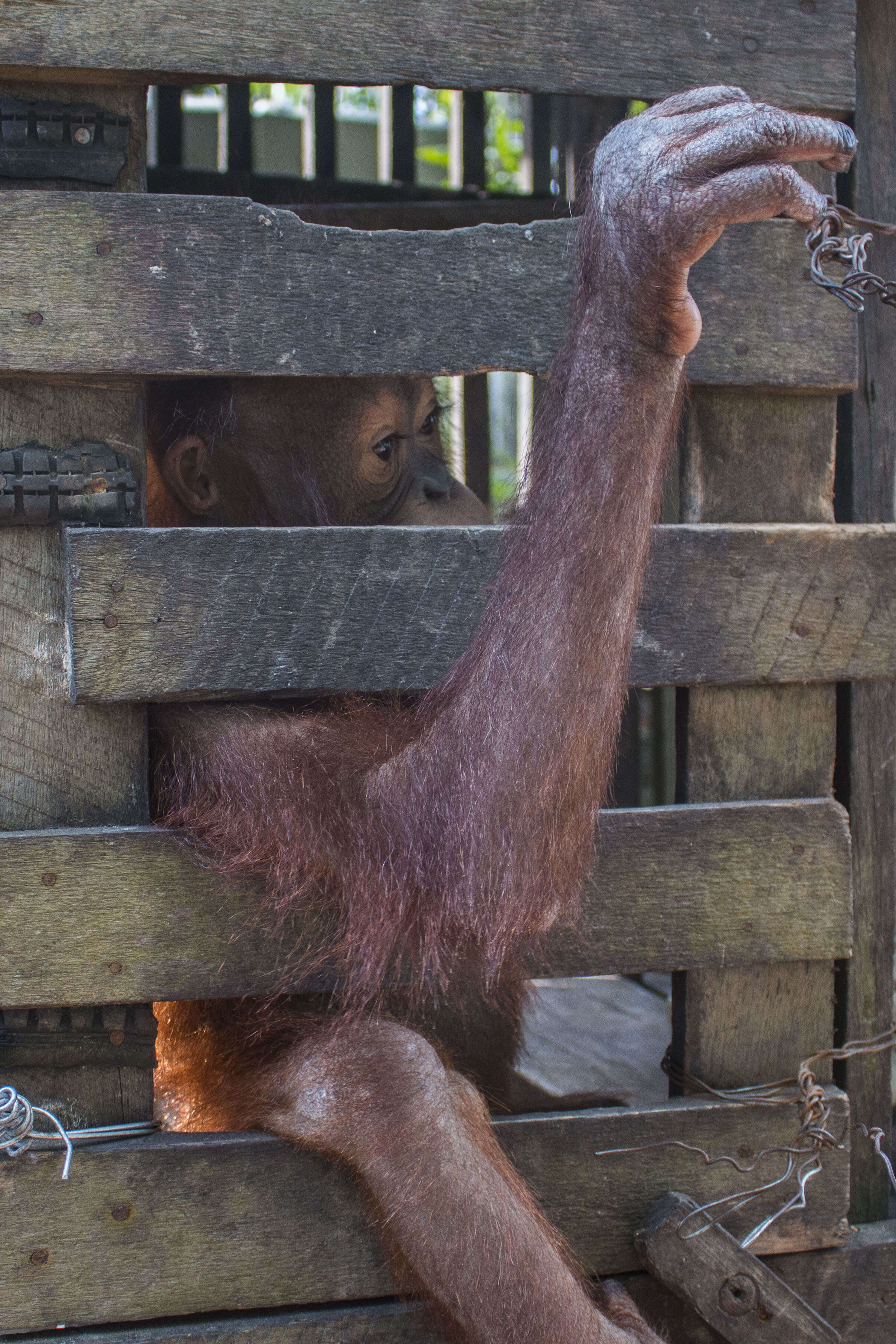 Baby orangutan locked up in wooden cage