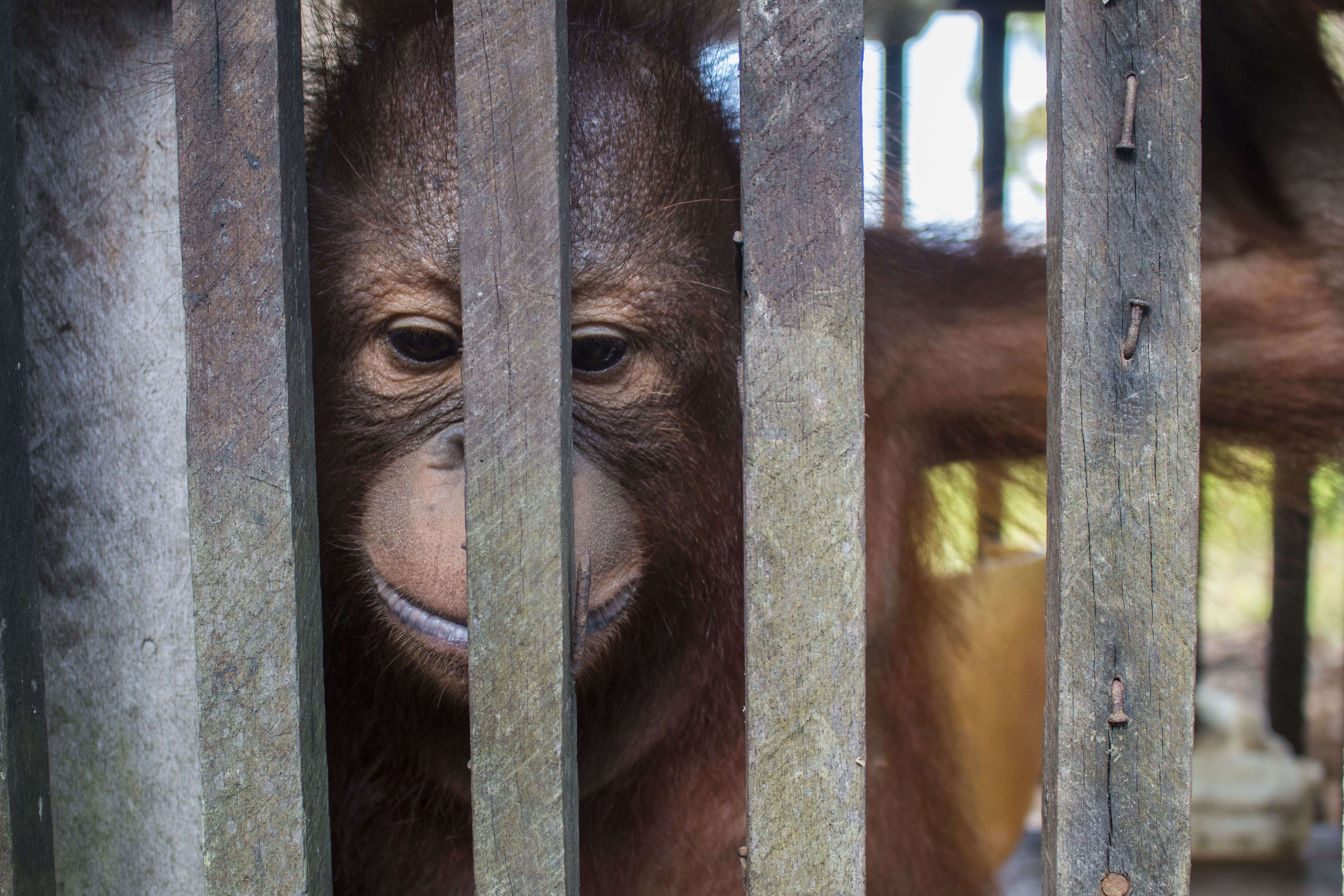 Baby orangutan locked up inside cage