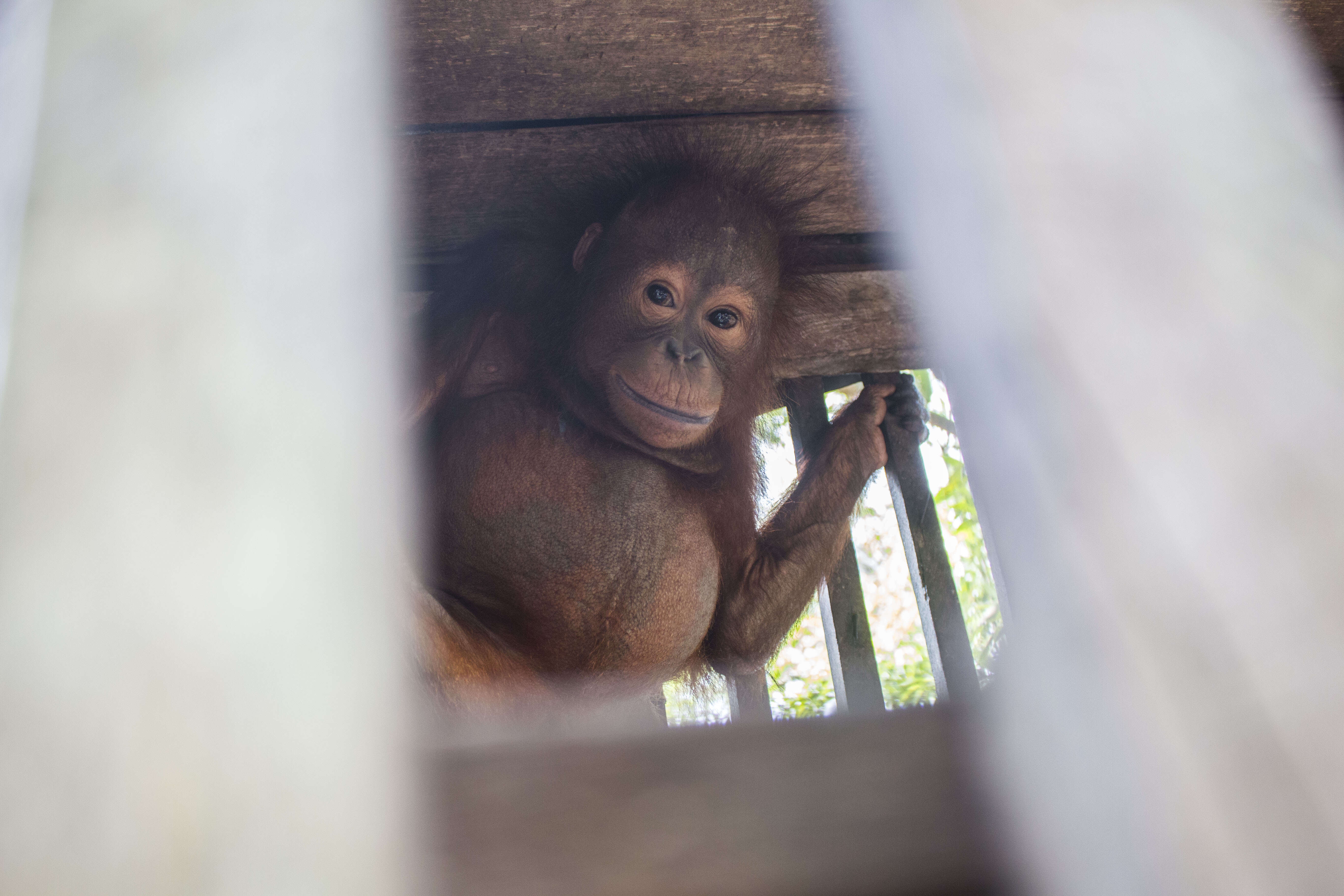 Baby orangtuan locked inside of cage