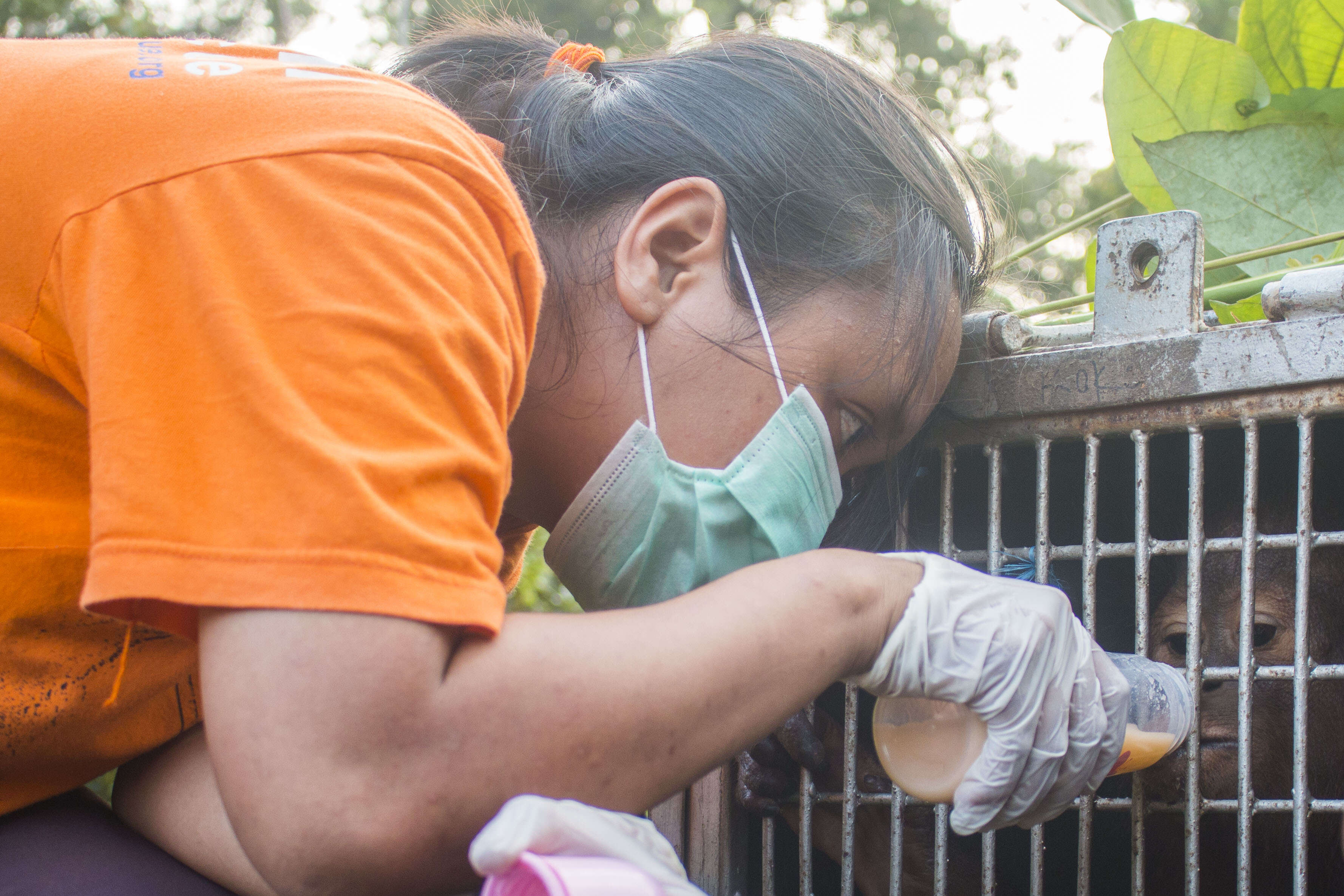 Woman giving baby orangutan bottle of fluids