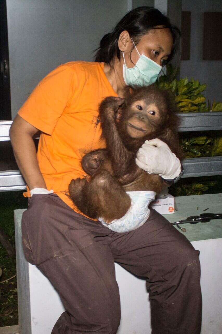 Baby orangutan cuddling with one of his rescuers