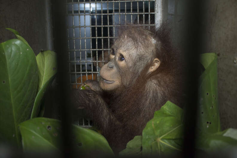 Baby orangutan inside transport crate