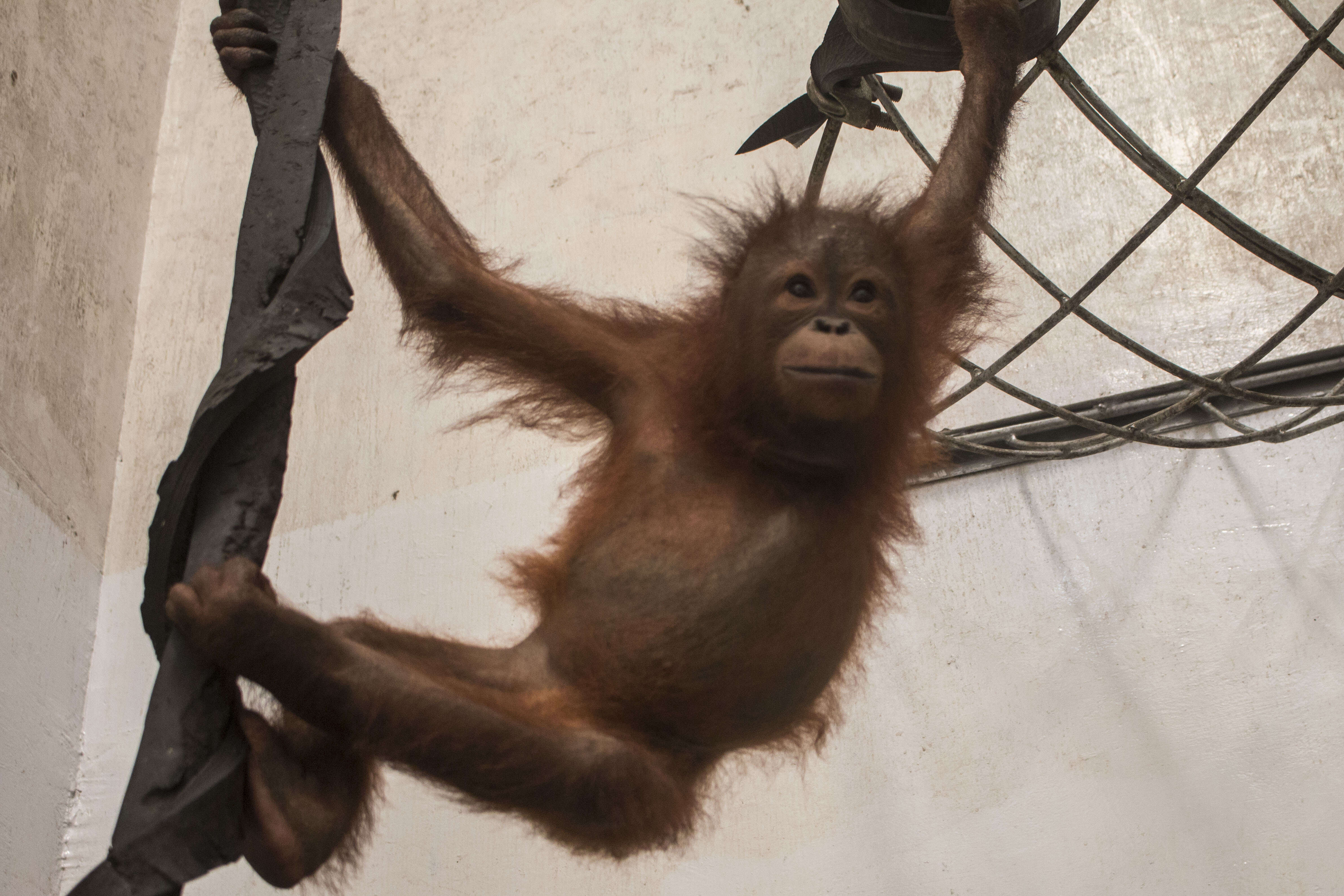 Baby orangutan swinging around in quarantine center