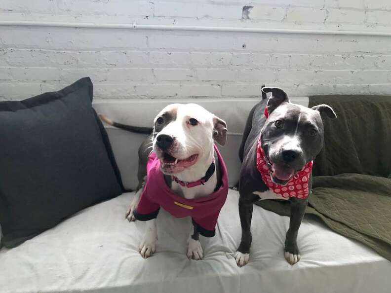 Pit Bull Used For Breeding And Dumped Makes Her First Friend - The Dodo