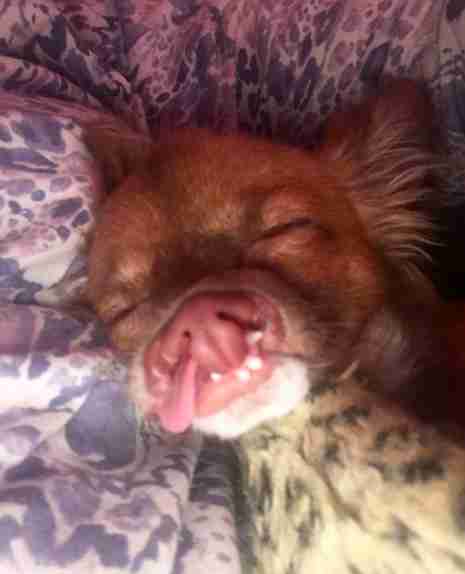 chihuahua con labio leporino