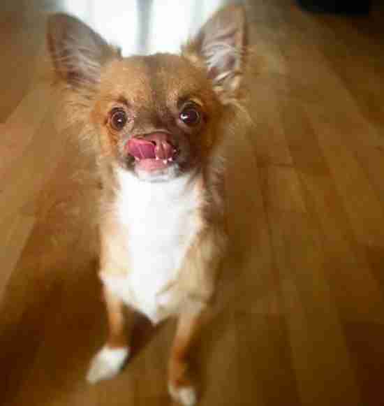 chihuahua con paladar hendido