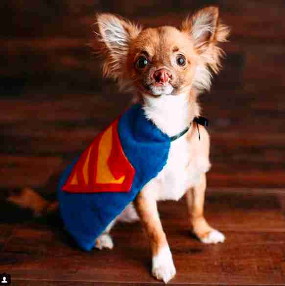 chihuahua con labio leporino