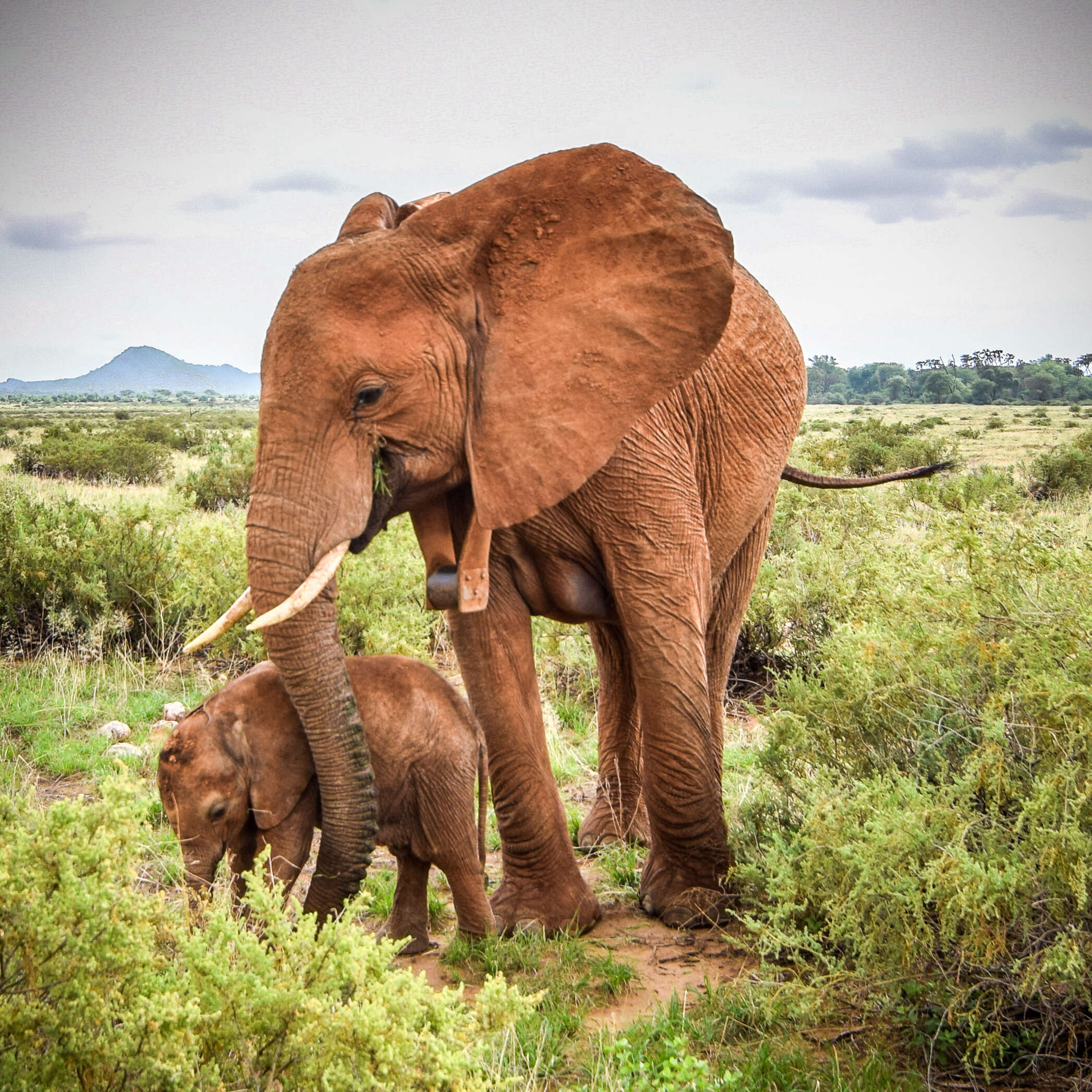 Elephant mother with baby calf