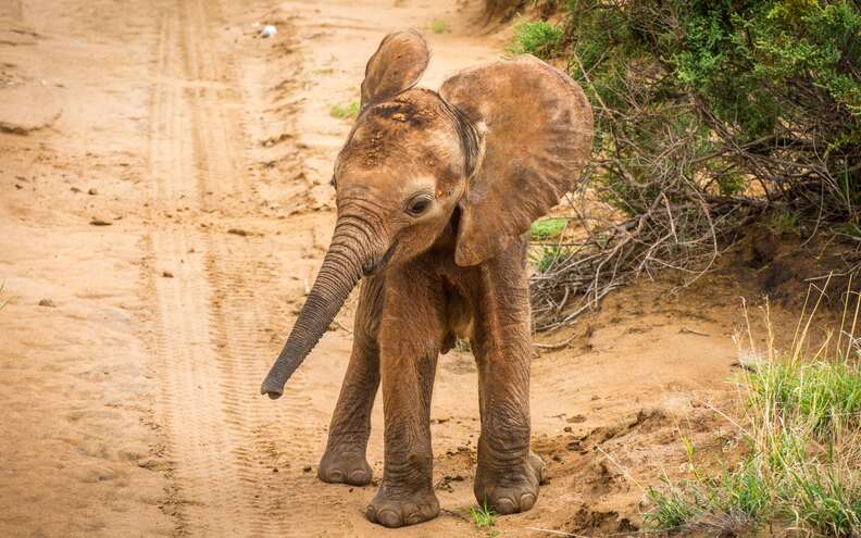 Newborn elephant calf
