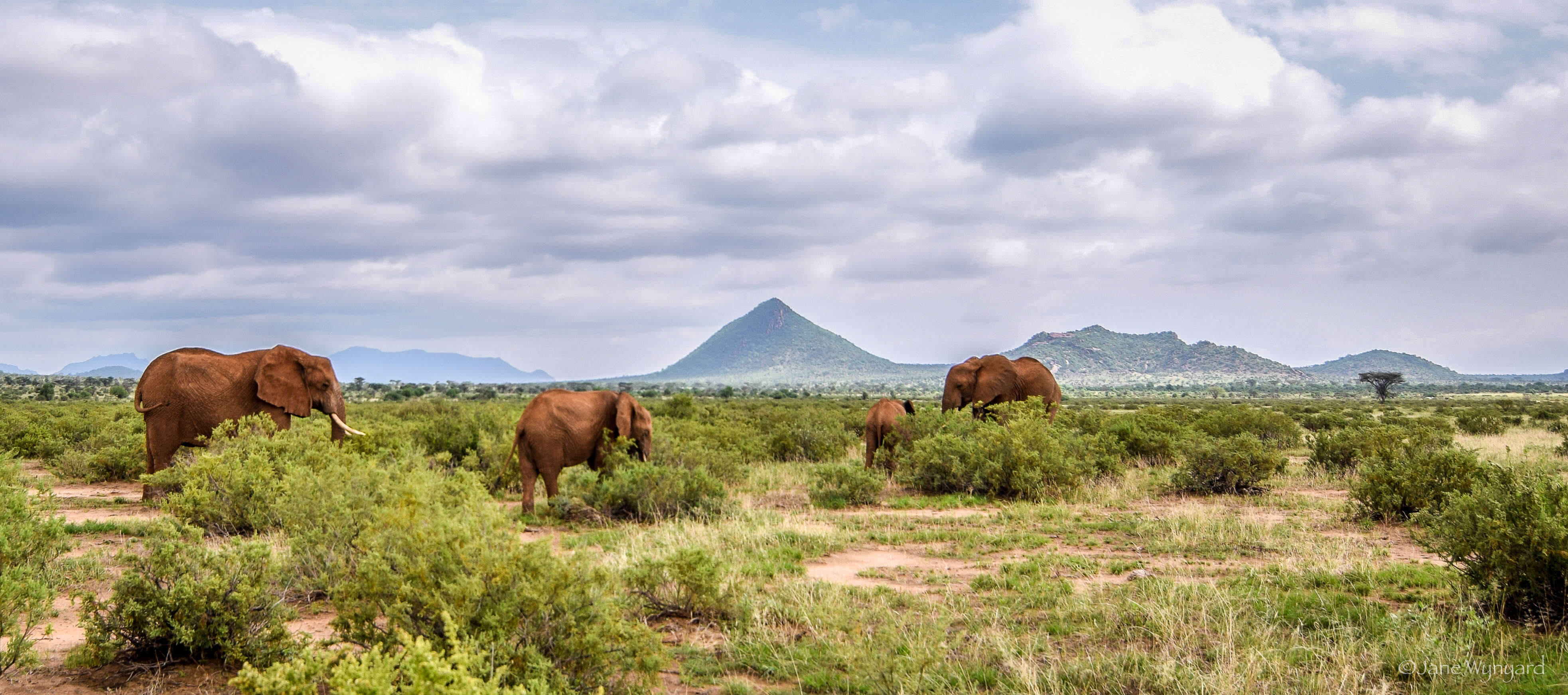 Elephant herd on savannah