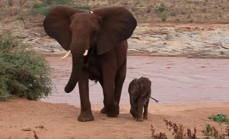 Elephant and her baby emerging from the river