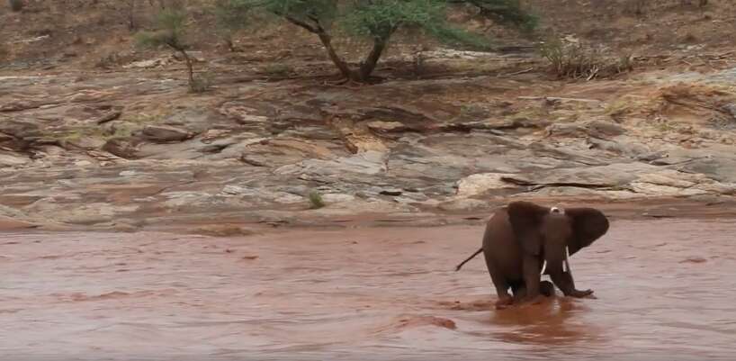 Mother elephant with calf between her legs