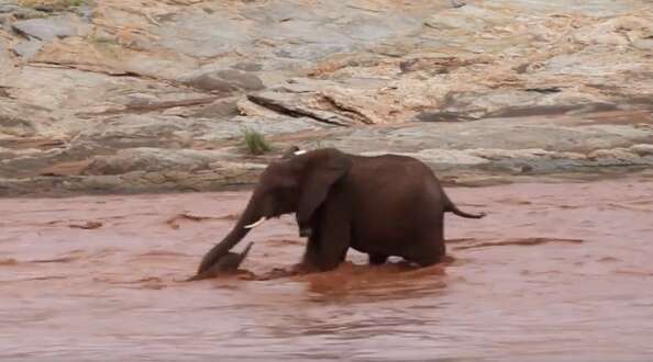 Mother calf struggling to save baby