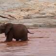 Mother elephant trying to save baby from drowning