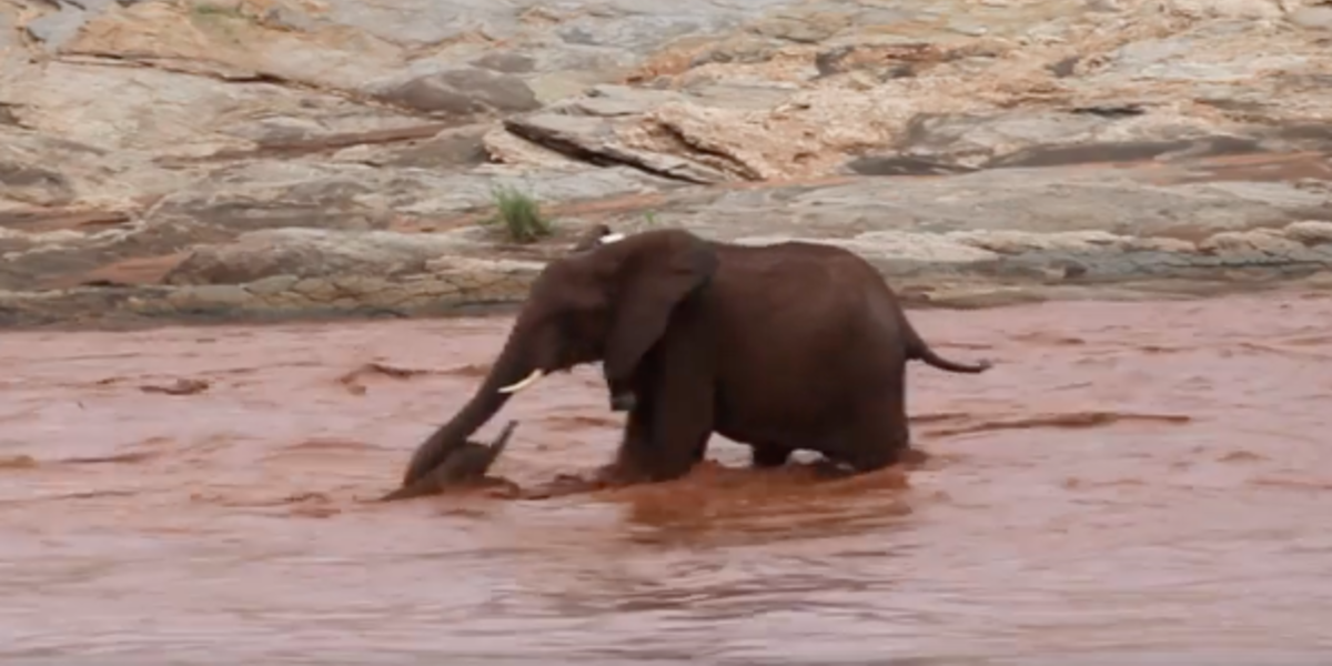Mother Elephant Saves Baby Calf From Drowning In River - The ...