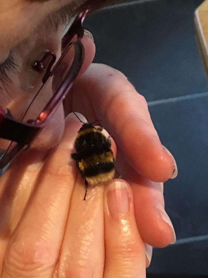 Can You Pet A Bumblebee?  Where To Find & How To Pet A Bumblebee?