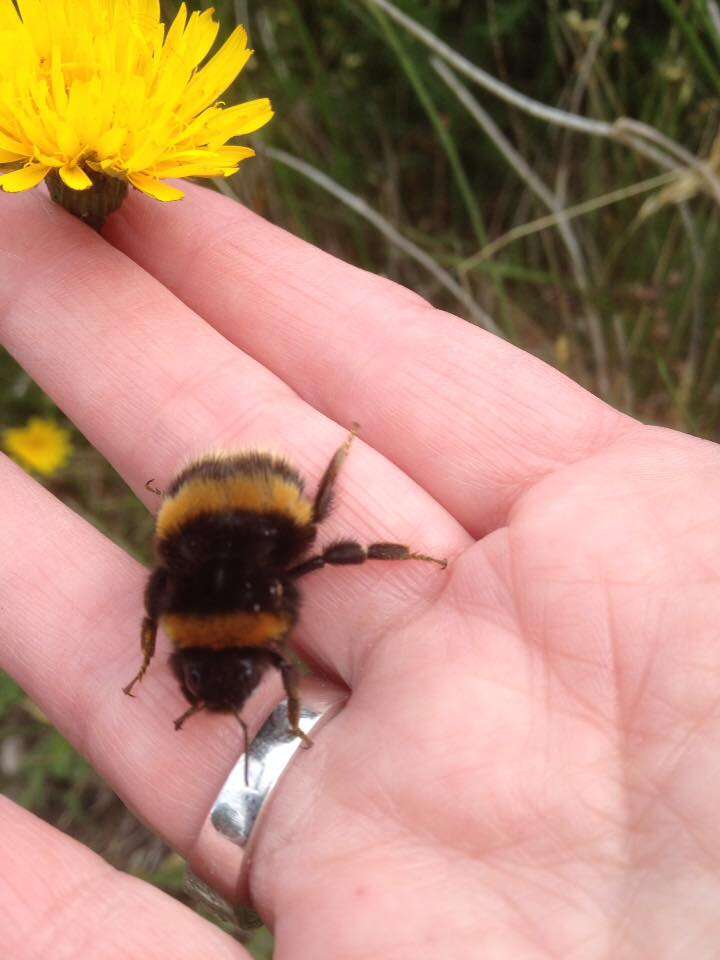 bee woman