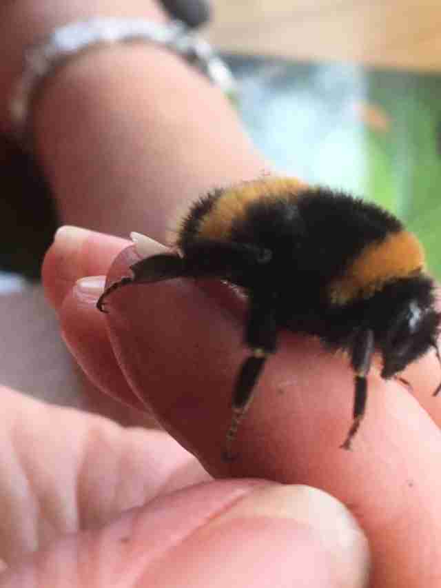 Woman Rescues Bumblebee Born Without Wings - The Dodo