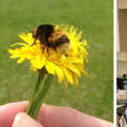 Woman Forms Incredible Bond With Bee Who Needed A Friend