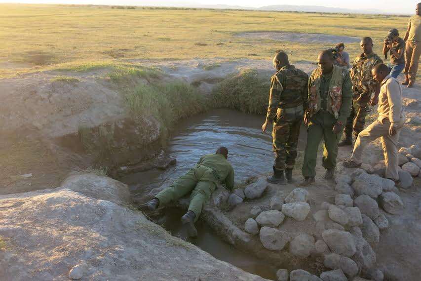 elephant calf rescue kenya