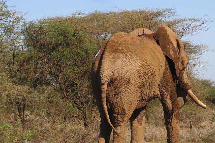 baby elephant rescue kenya