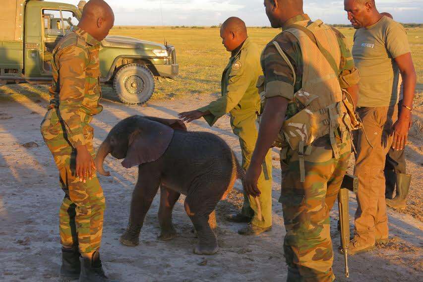 baby elephant rescue kenya