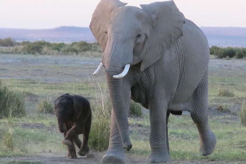 elephant baby rescued kenya