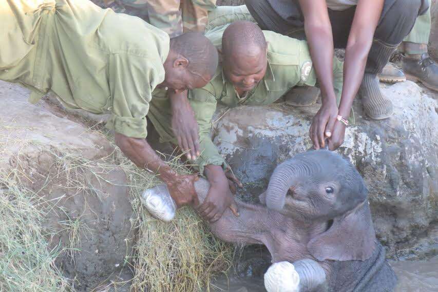 elephant calf rescued kenya