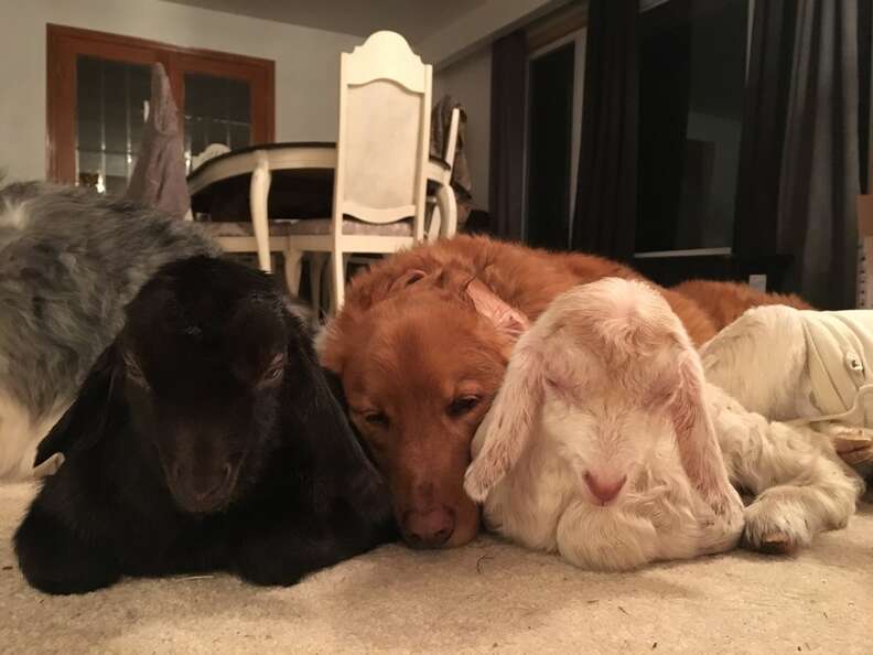 Dog snuggling baby goats at sanctuary