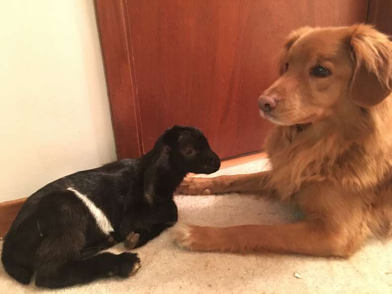 Baby goat meeting Nova Scotia duck tolling retriever