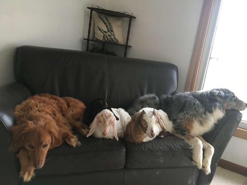 Dogs snuggling with goats on a couch